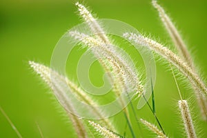 Grass flower (Pennisetum)