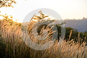 Grass flower or pennisetum with sunset on background. Outdoor in the natural concept