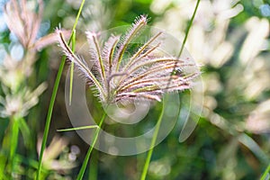 Grass flower plant blurred background