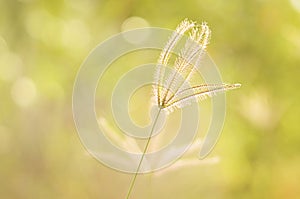 Grass flower plant on sunsets backgrounds