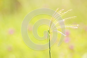 Grass flower plants on sunset light blurry backgrounds