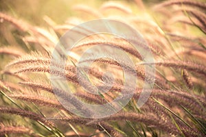 Grass flower Poaceae