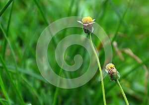 Grass Flower