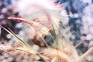 Grass flower with softness style photo