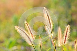 Grass flower and sunlight