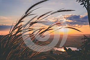 Grass flower with sunset on background