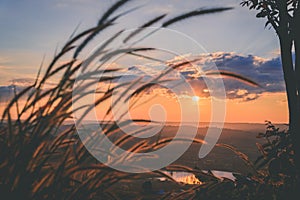 Grass flower with sunset on background