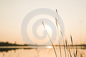 Grass flower on sunset background