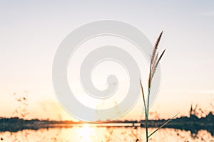 Grass flower on sunset background