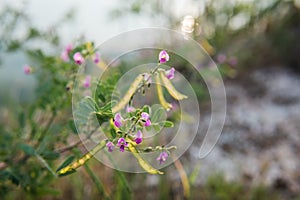 Grass flower on sunset background