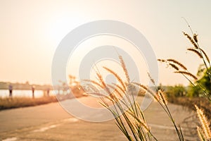 Grass flower on sunset background