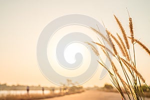 Grass flower on sunset background