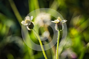 Grass flower on sunset background