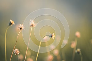 Grass flower on sunset background