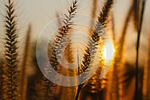 Grass flower on sunset background .