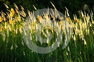 Grass flower on sunset background