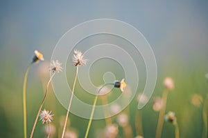 Grass flower on sunset background