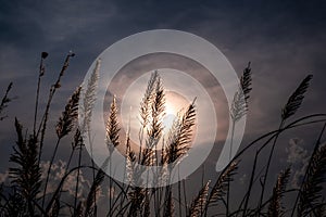 Grass flower on sunset background