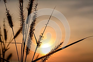 Grass flower with sunset background.