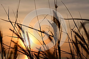 Grass flower with sunset background.