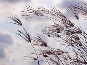 Grass flower on sunset background