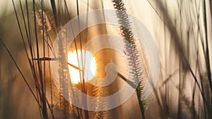 Grass flower with sunset blurred background