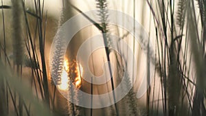 Grass flower with sunset blurred background