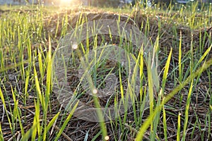 grass flower with sunset evening light