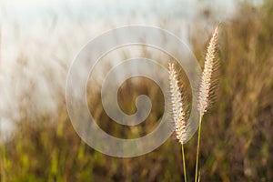 Grass flower on sunset landscape