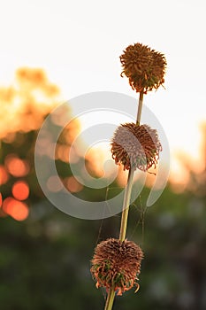 Grass flower in sunset light