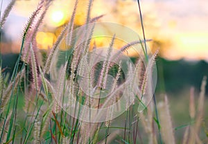 Grass flower at sunset in the meadow background