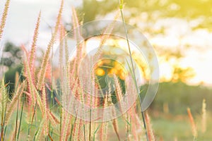 Grass flower at sunset in the meadow background