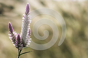 Grass flower at sunset with mountain scenery background in green nature,yellow flower grass impact sunlight.