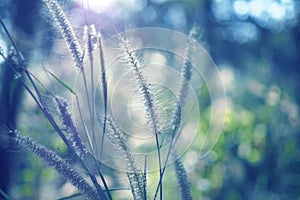 Grass flower with sunset for nature background, soft and blurred focus