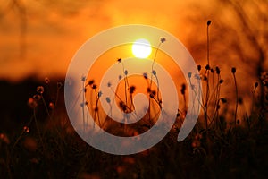 Grass flower with sunset