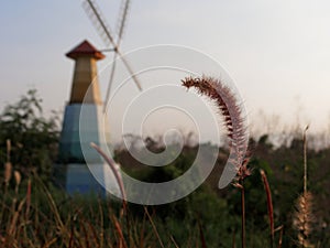 Grass flower in sunset time with a windmill and sky background in rural area