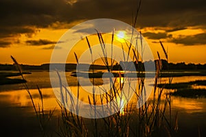 Grass flower beside swamp during sunset