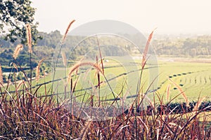 The grass flower with the tea plantation