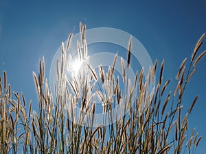 Grass flower under blue sky