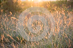 Grass flower under light of sunset background