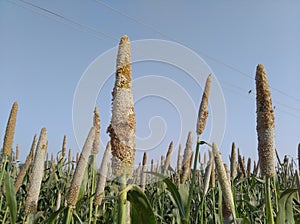 Grass flower village the field photo