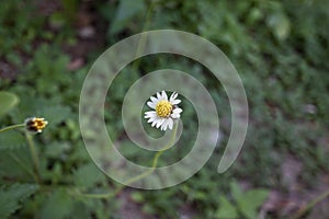 Grass flower on the wayside alone.