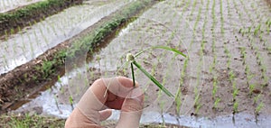 Grass flower, white colour, pick up with hand at ricefield