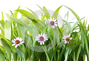 Grass and Flowers