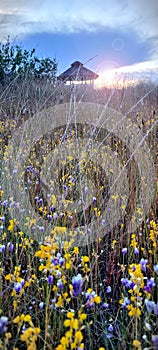 Grass flowers