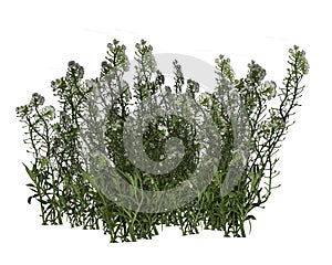 Grass and flowers - 3D render