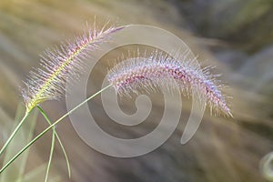 Grass flowers