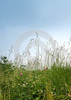 Grass and flowers against the blue sky