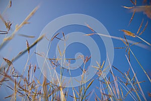 Grass flowers against the blue sky in Garden.