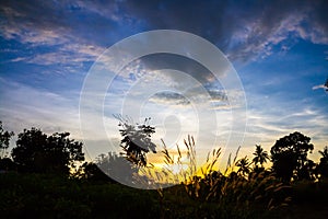 Grass flowers backlit sunset.